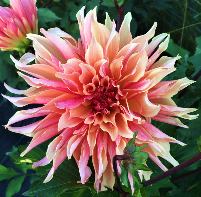 Dahlia Labyrinth